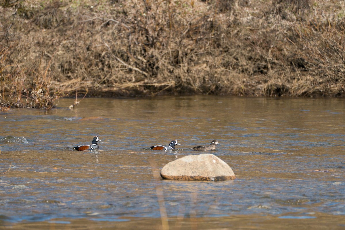 Palyaço Ördeği - ML646346396