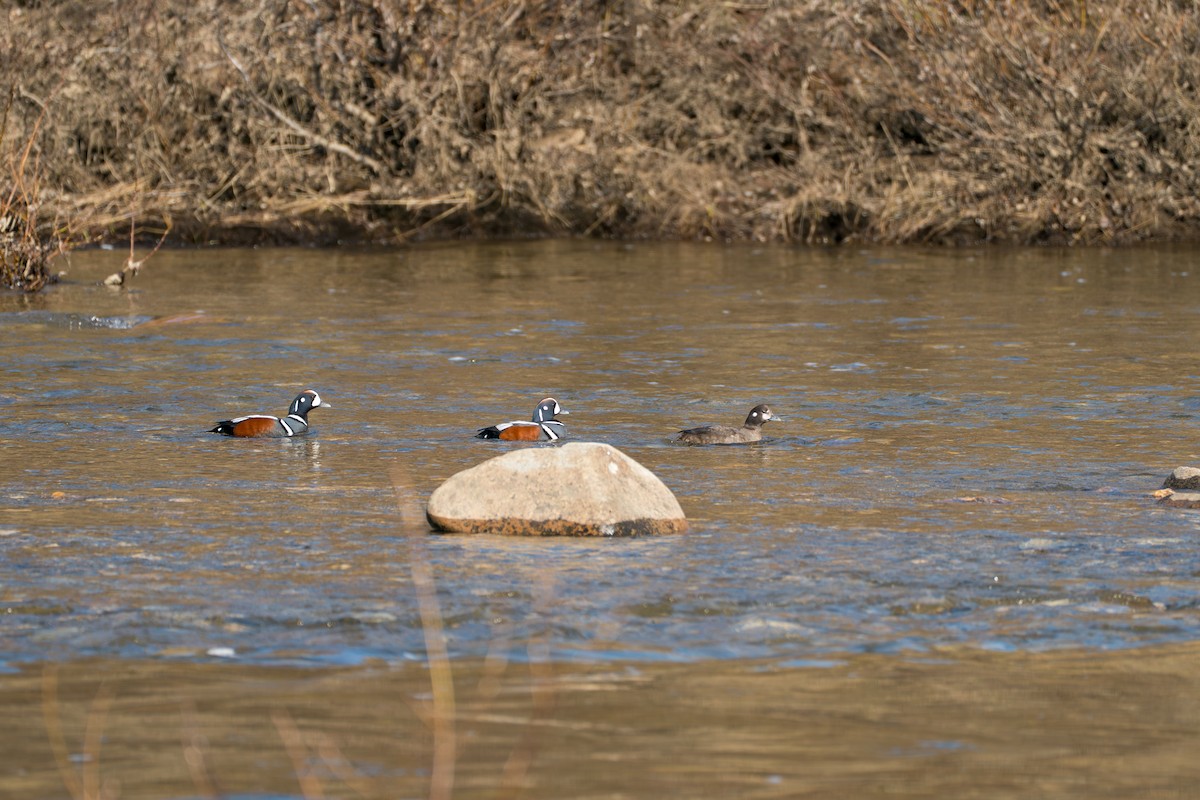 Palyaço Ördeği - ML646346397