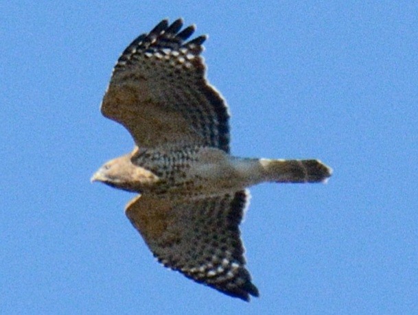 Red-shouldered Hawk (lineatus Group) - ML646346398