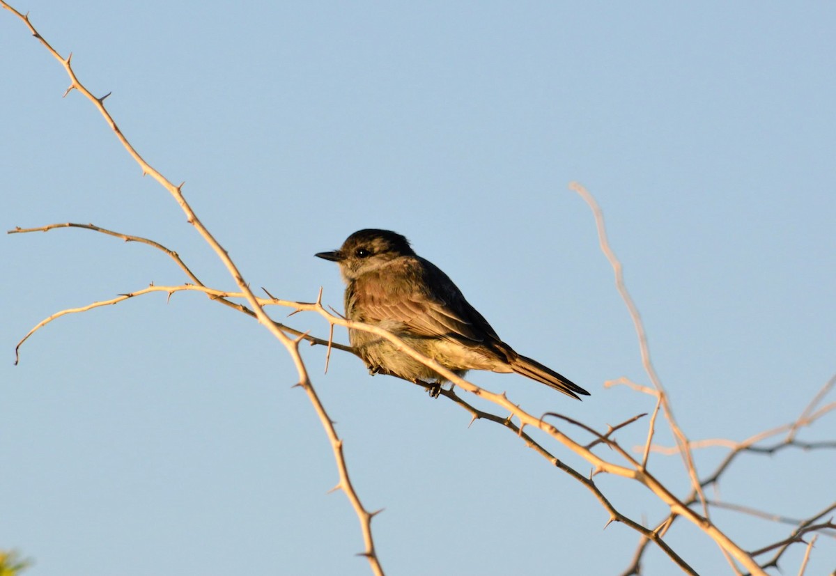 Crowned Slaty Flycatcher - ML646346399