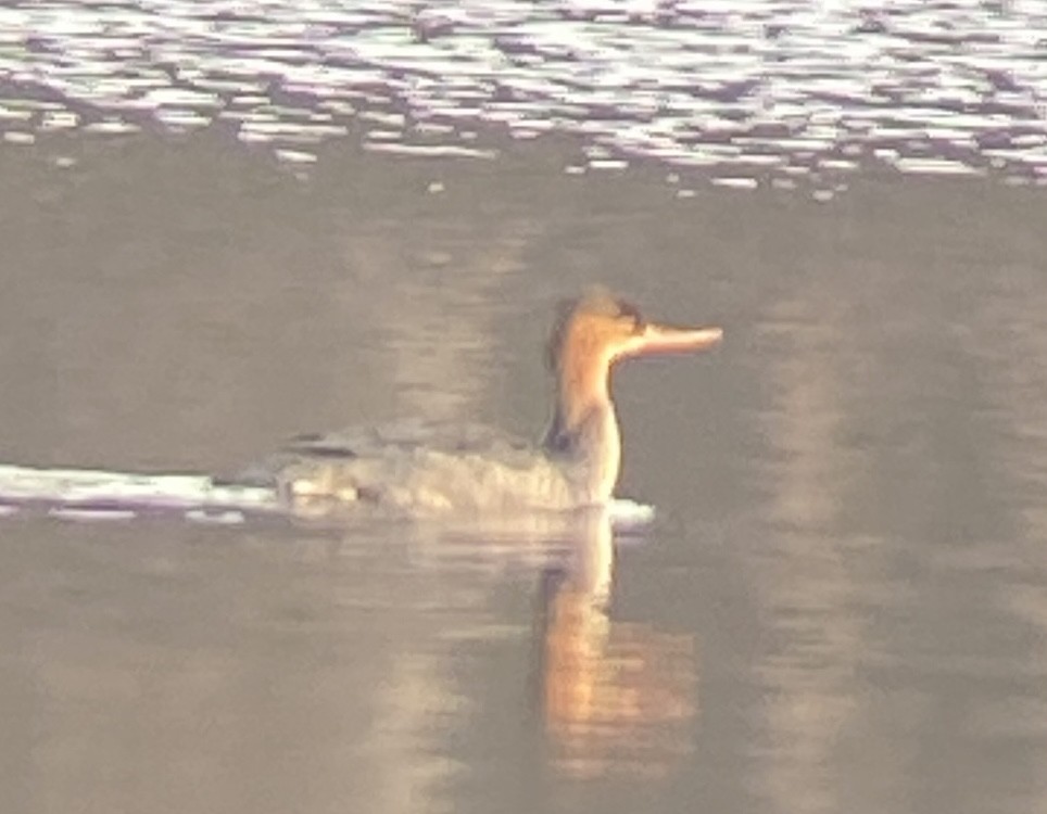 Red-breasted Merganser - ML646346402