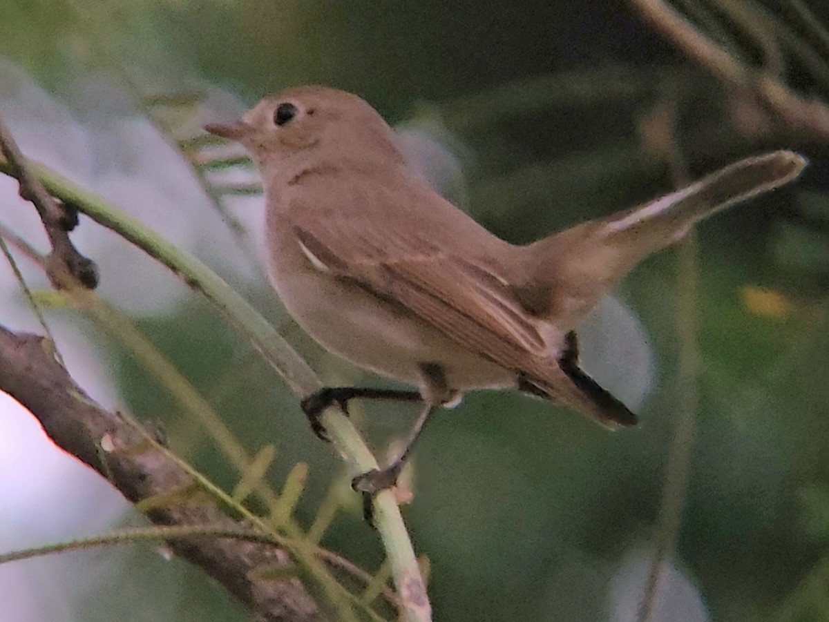 Red-breasted Flycatcher - ML646346405