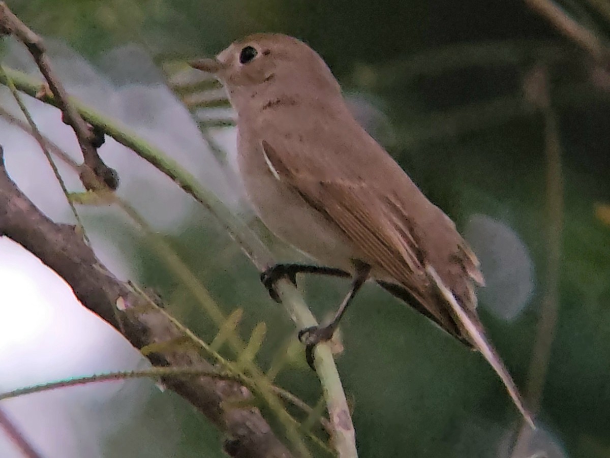 Red-breasted Flycatcher - ML646346406