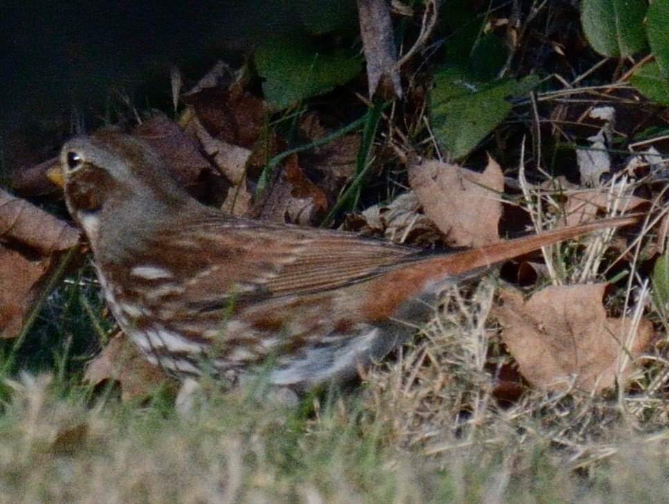 Fox Sparrow (Red) - ML646346409