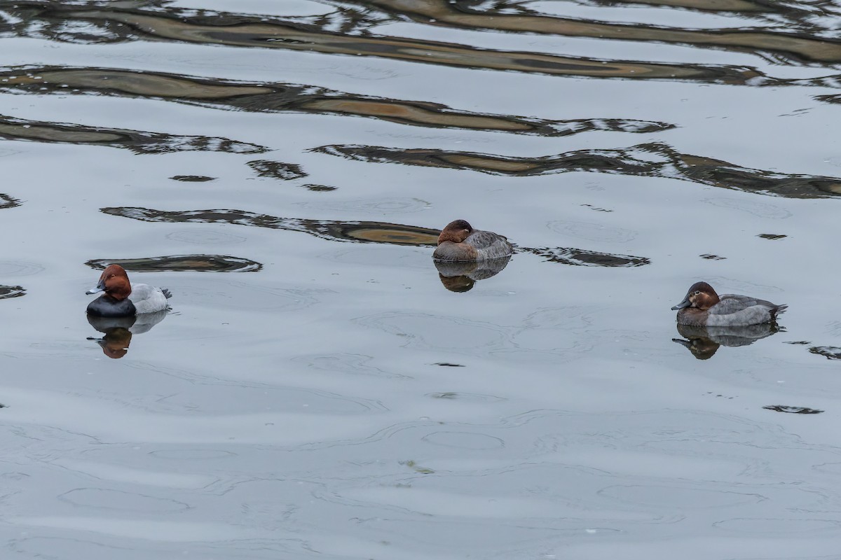 Common Pochard - ML646346410