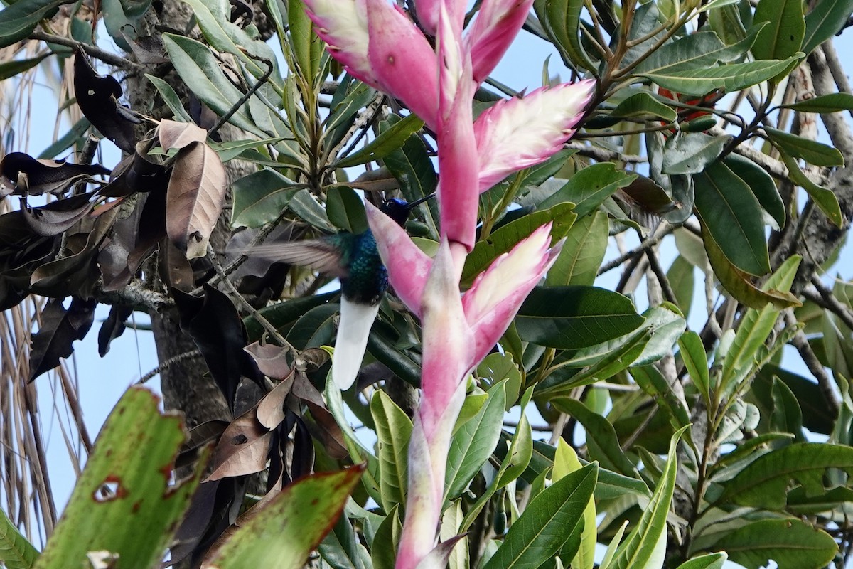 オジロインカハチドリ - ML646346413