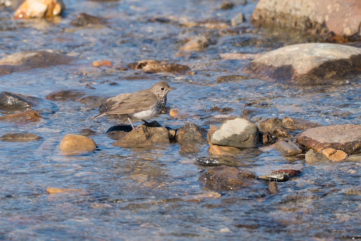 Grauwangen-Musendrossel - ML646346414