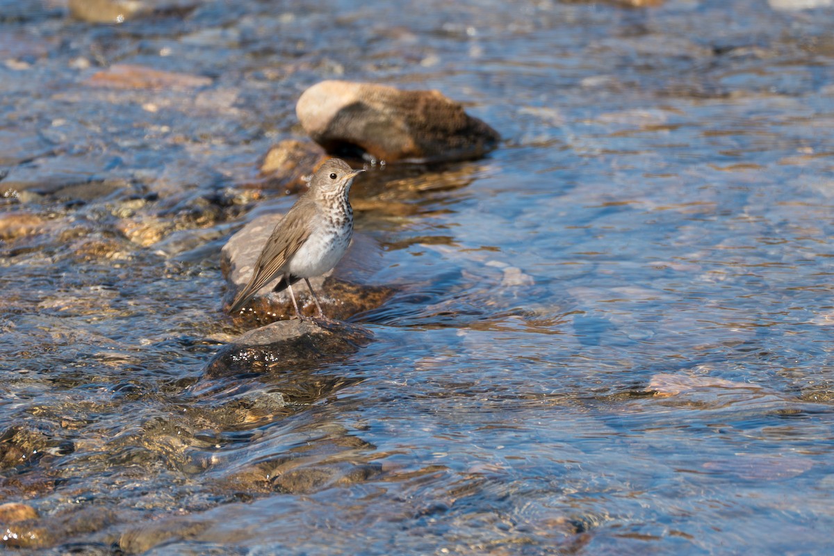 Grauwangen-Musendrossel - ML646346415