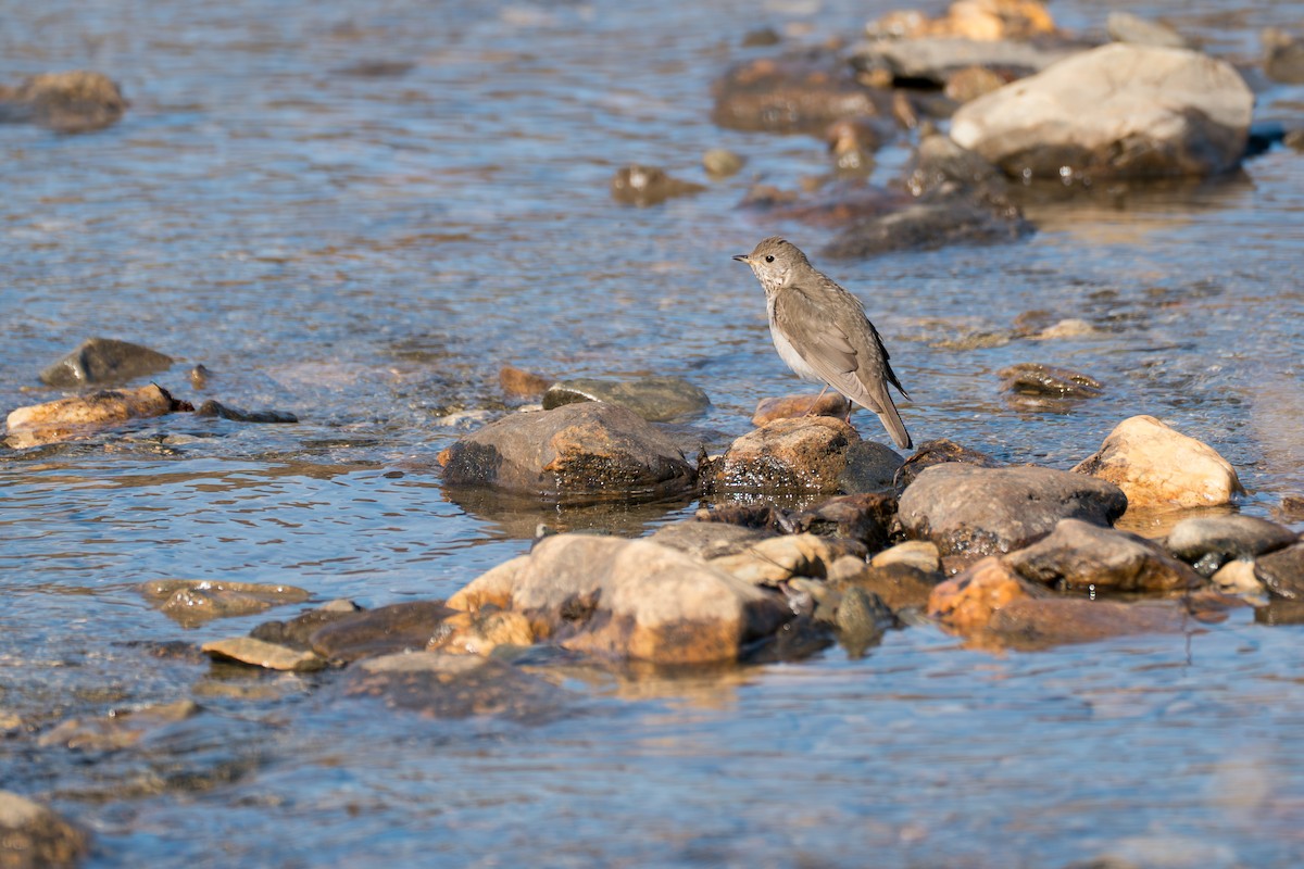 Grauwangen-Musendrossel - ML646346416