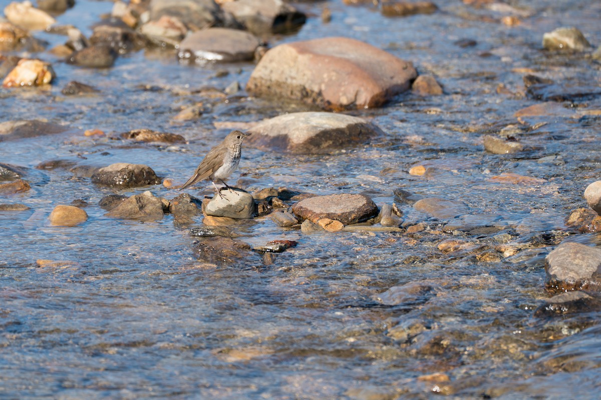 Grauwangen-Musendrossel - ML646346417