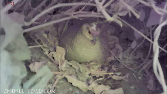 Турач сірий - ML646346420