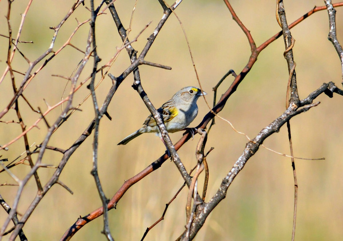 Grassland Sparrow - ML646346421