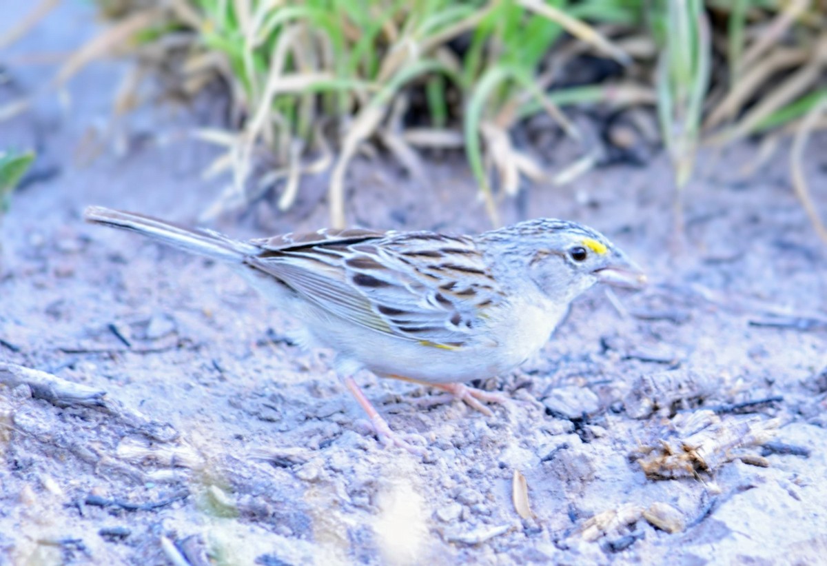 Grassland Sparrow - ML646346422