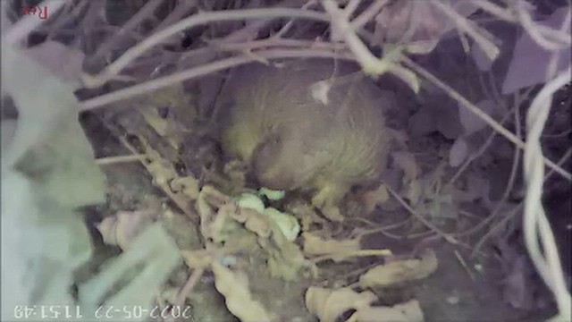 Турач сірий - ML646346427