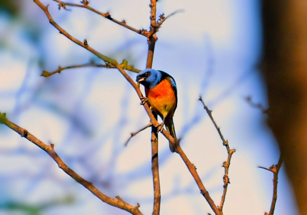 Blue-and-yellow Tanager - ML646346430