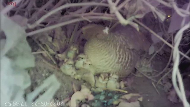 Турач сірий - ML646346435