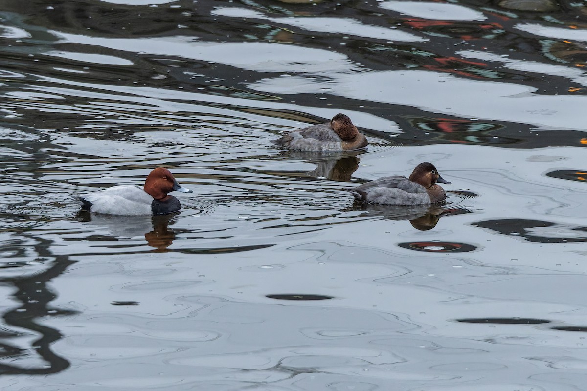 Common Pochard - ML646346438