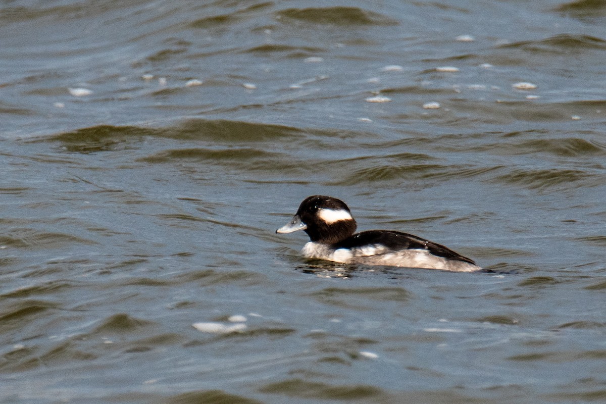 Bufflehead - ML646346439