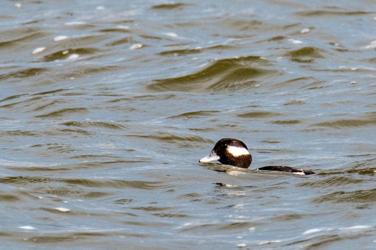 Bufflehead - ML646346440