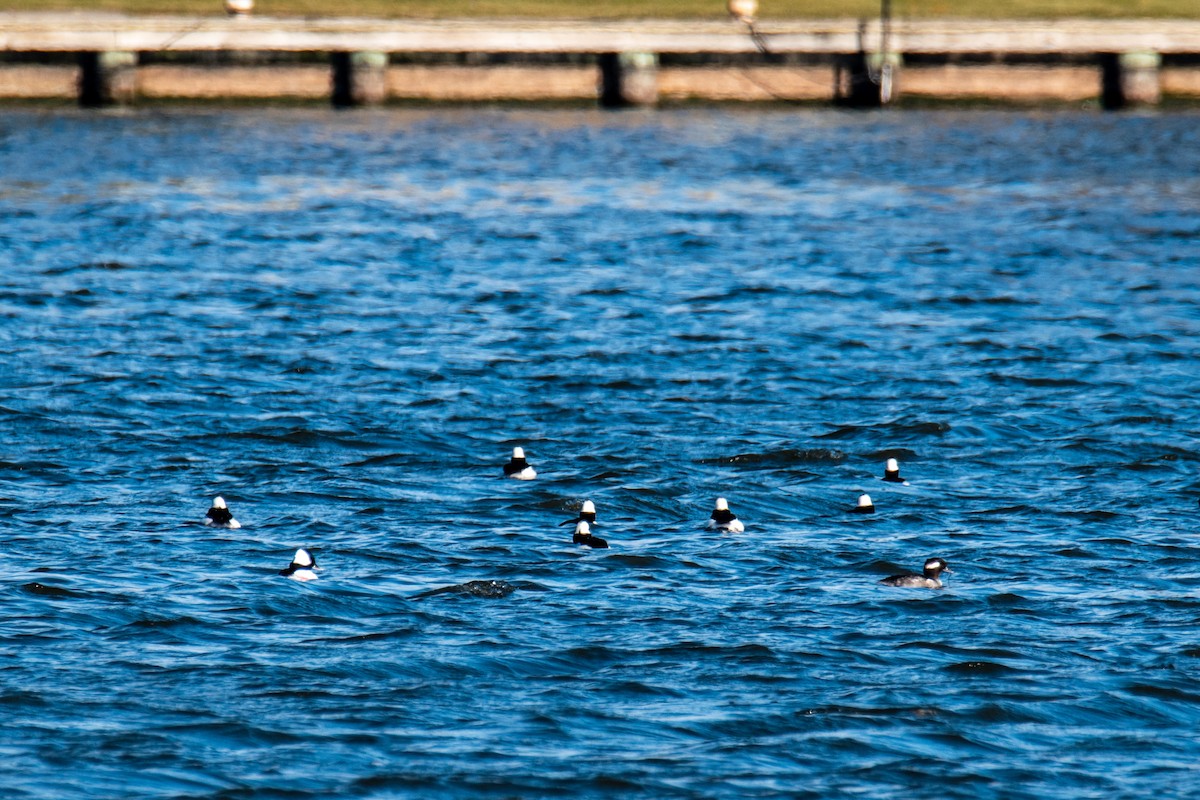 Bufflehead - ML646346441