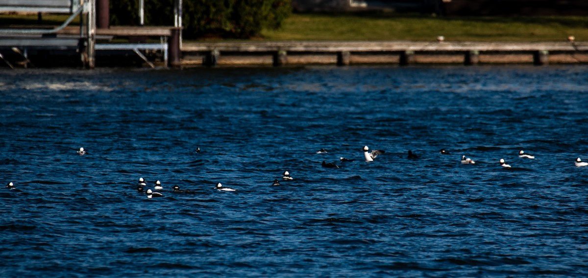 Bufflehead - ML646346442