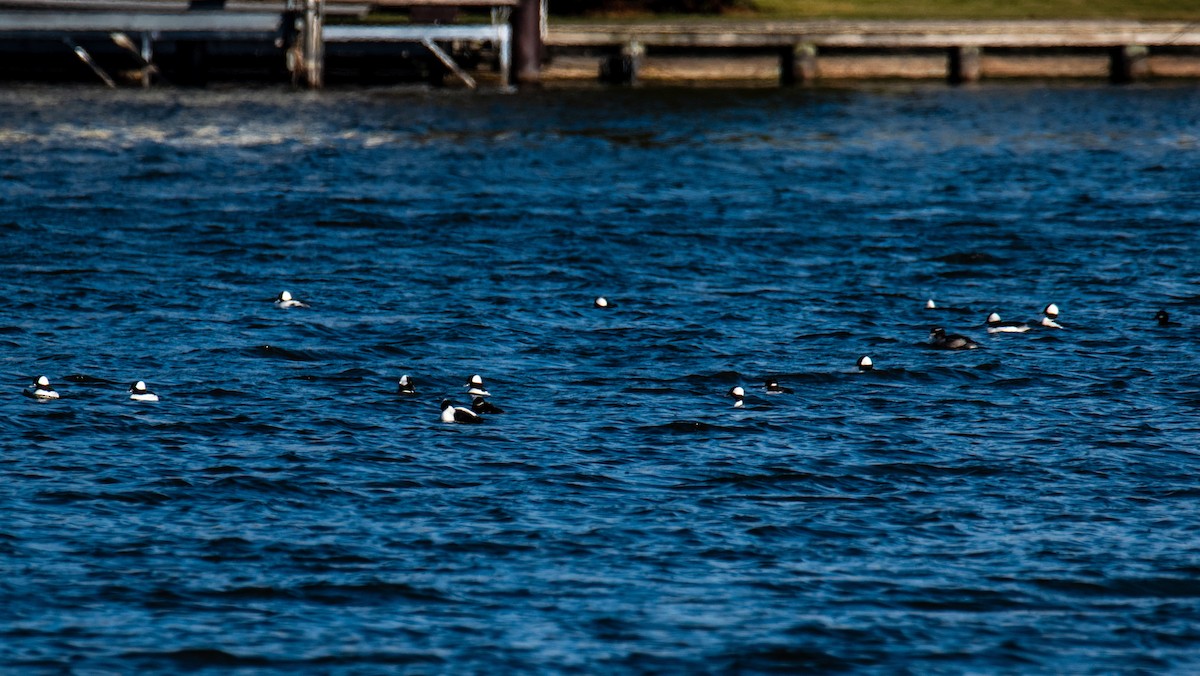 Bufflehead - ML646346443