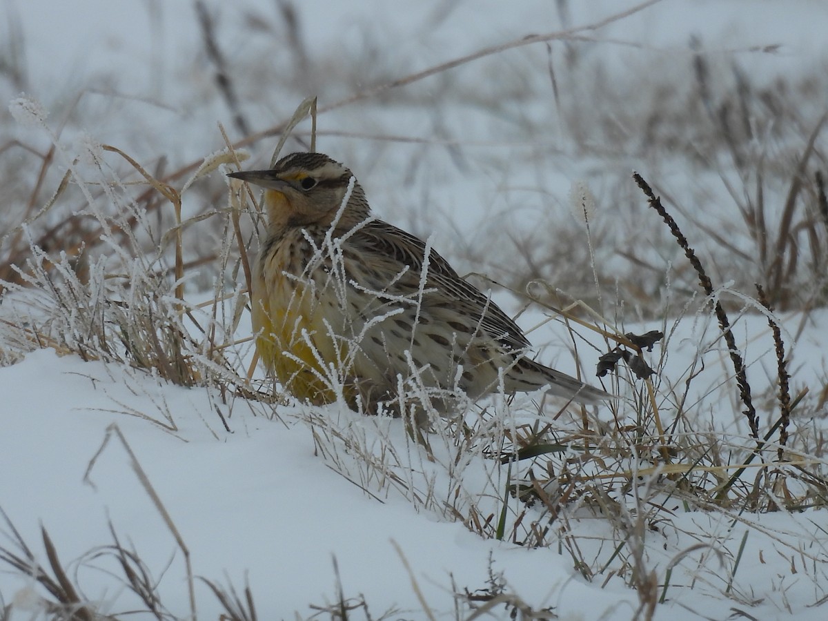 Western Meadowlark - ML646346448