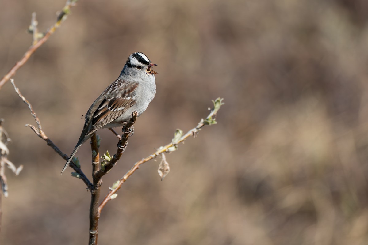 strnadec bělopásý - ML646346449