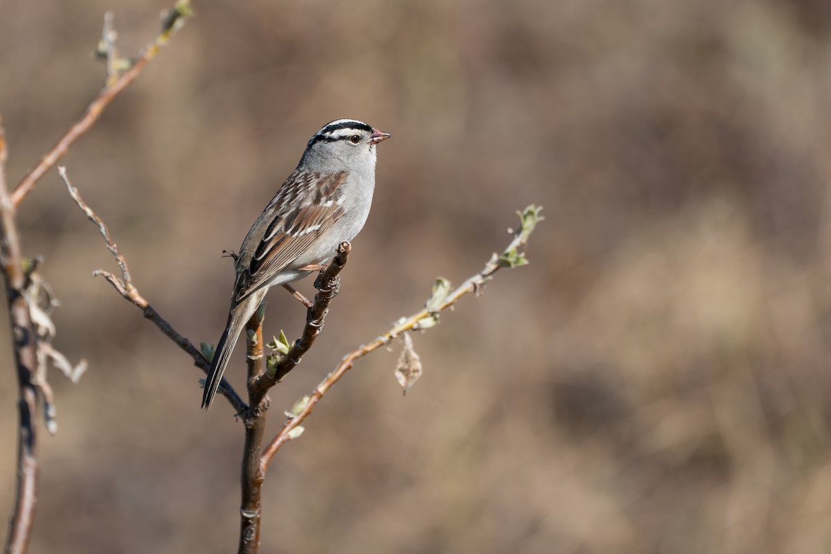 strnadec bělopásý - ML646346450