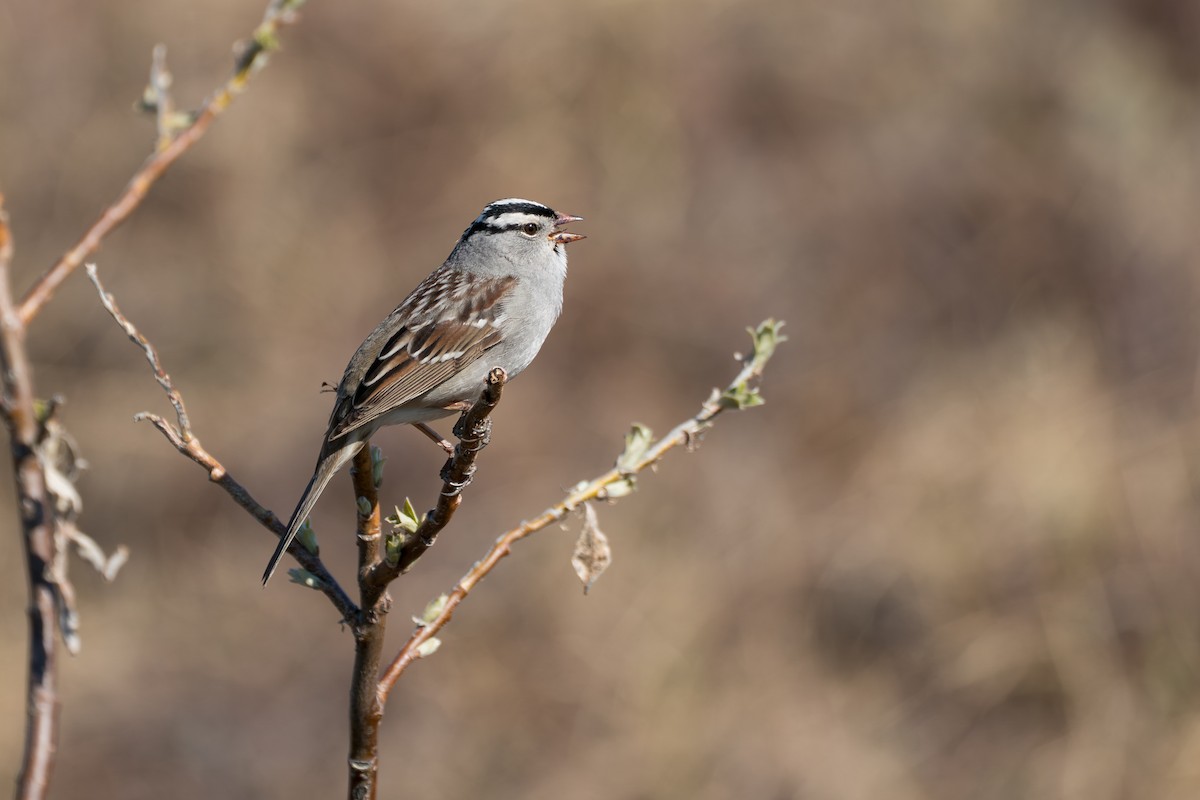 strnadec bělopásý - ML646346451