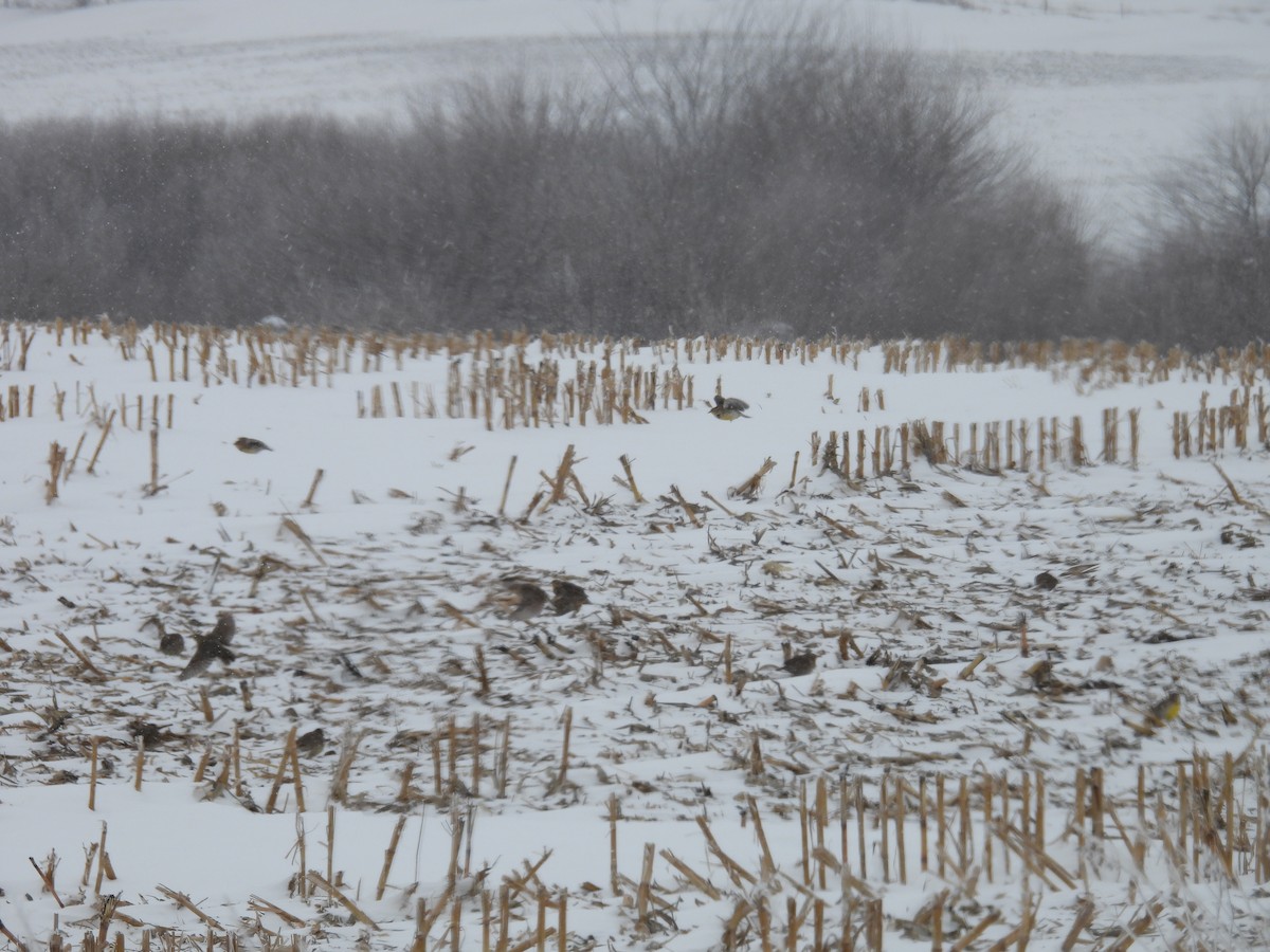 Western Meadowlark - ML646346452