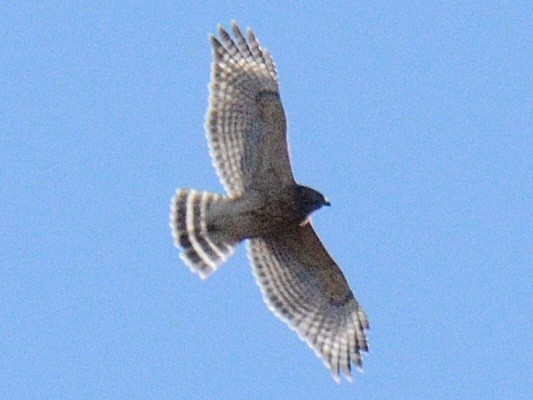 Red-shouldered Hawk (lineatus Group) - ML646346454