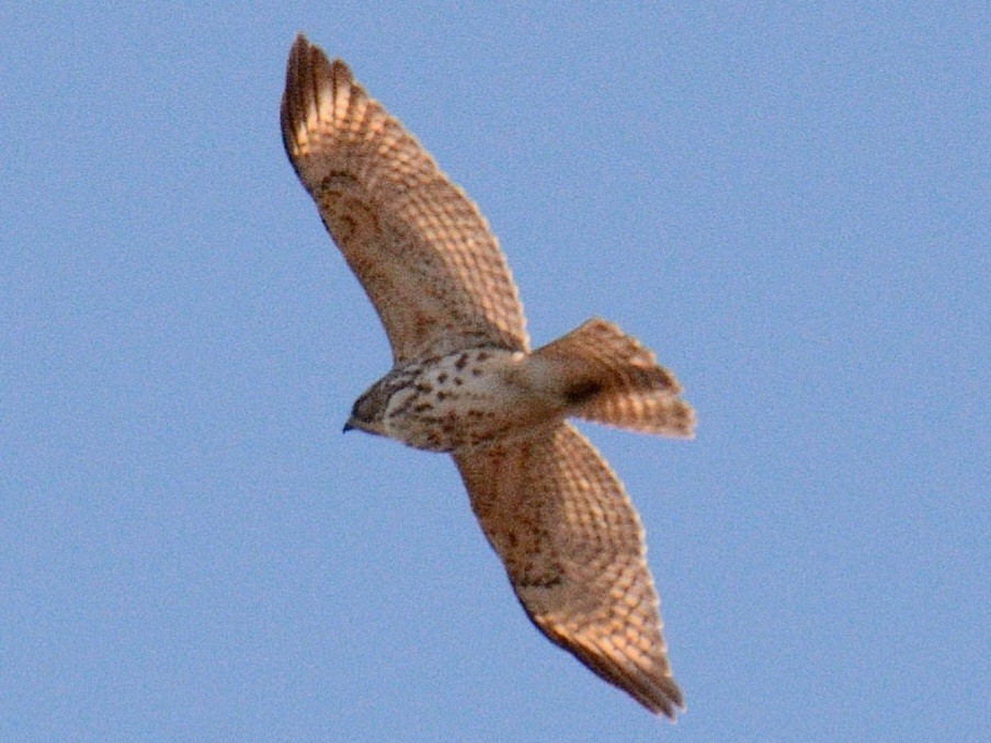 Red-shouldered Hawk (lineatus Group) - ML646346455