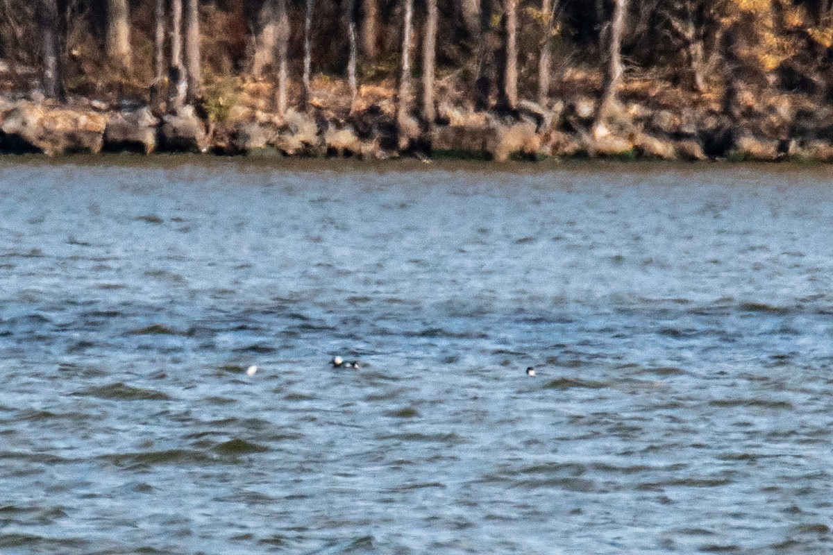 Long-tailed Duck - ML646346456