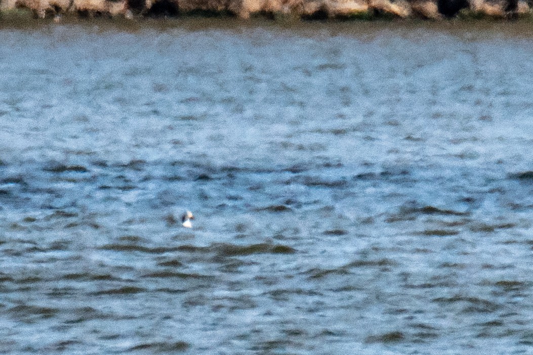 Long-tailed Duck - ML646346457