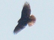 Red-tailed Hawk (borealis) - ML646346458