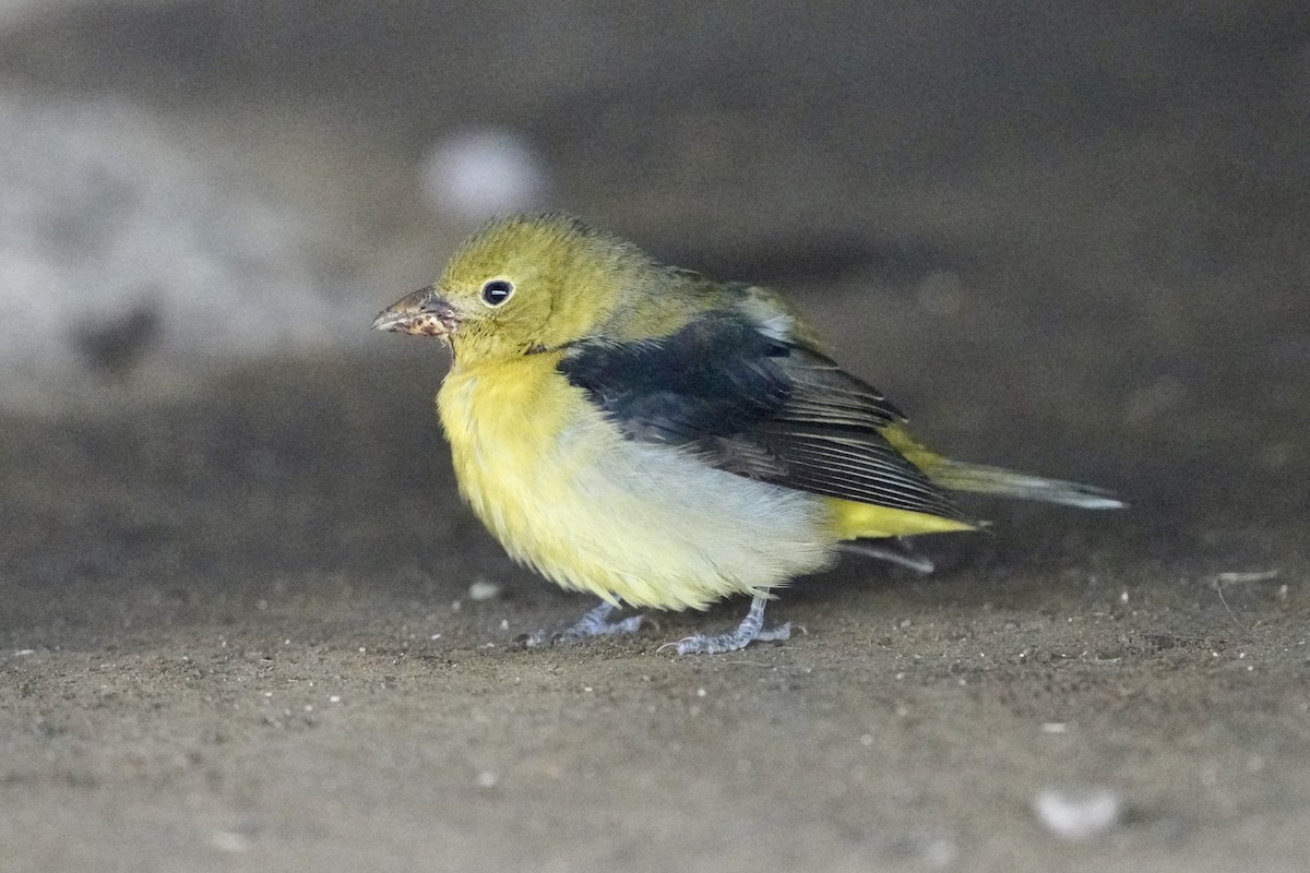 Scarlet Tanager - ML646346459