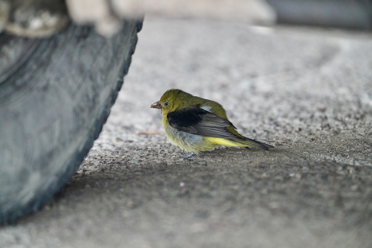 Scarlet Tanager - ML646346465