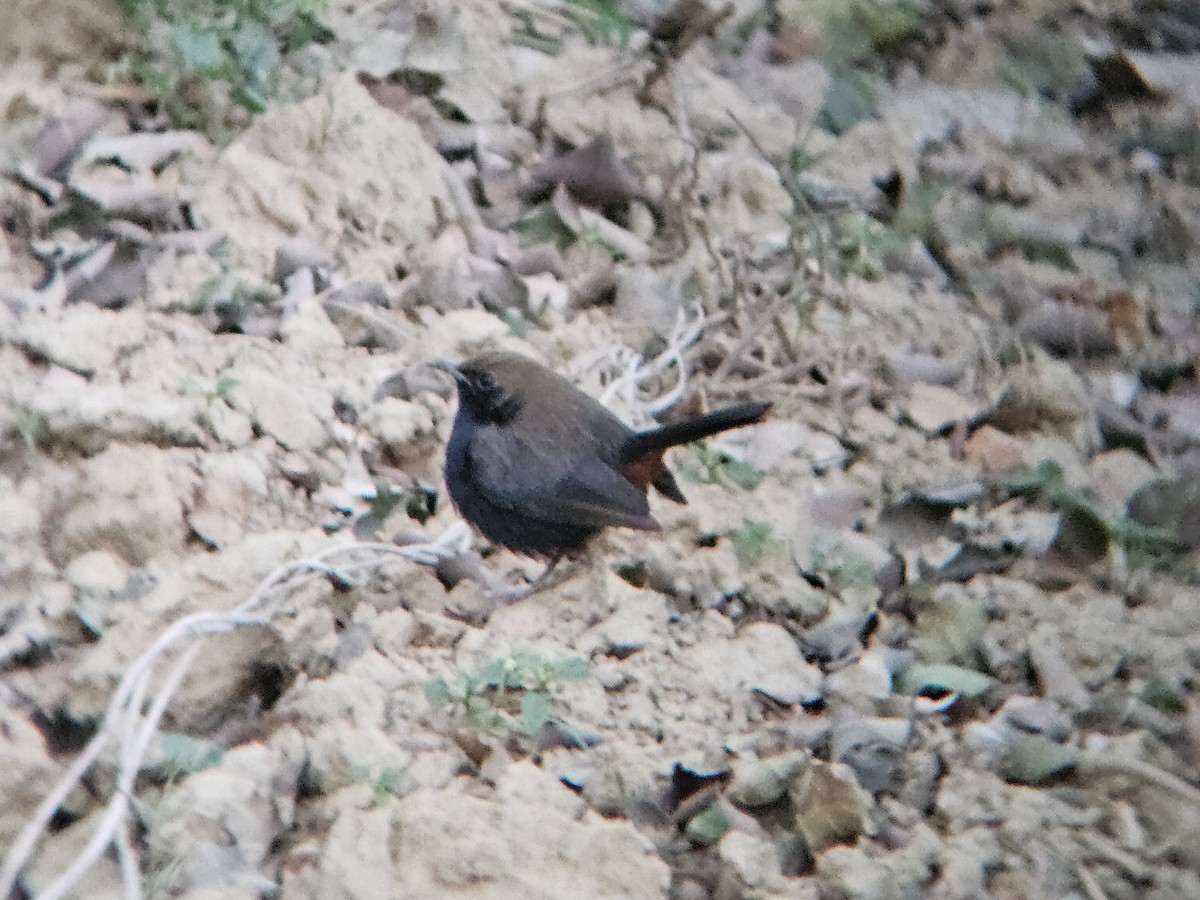 Indian Robin - ML646346468