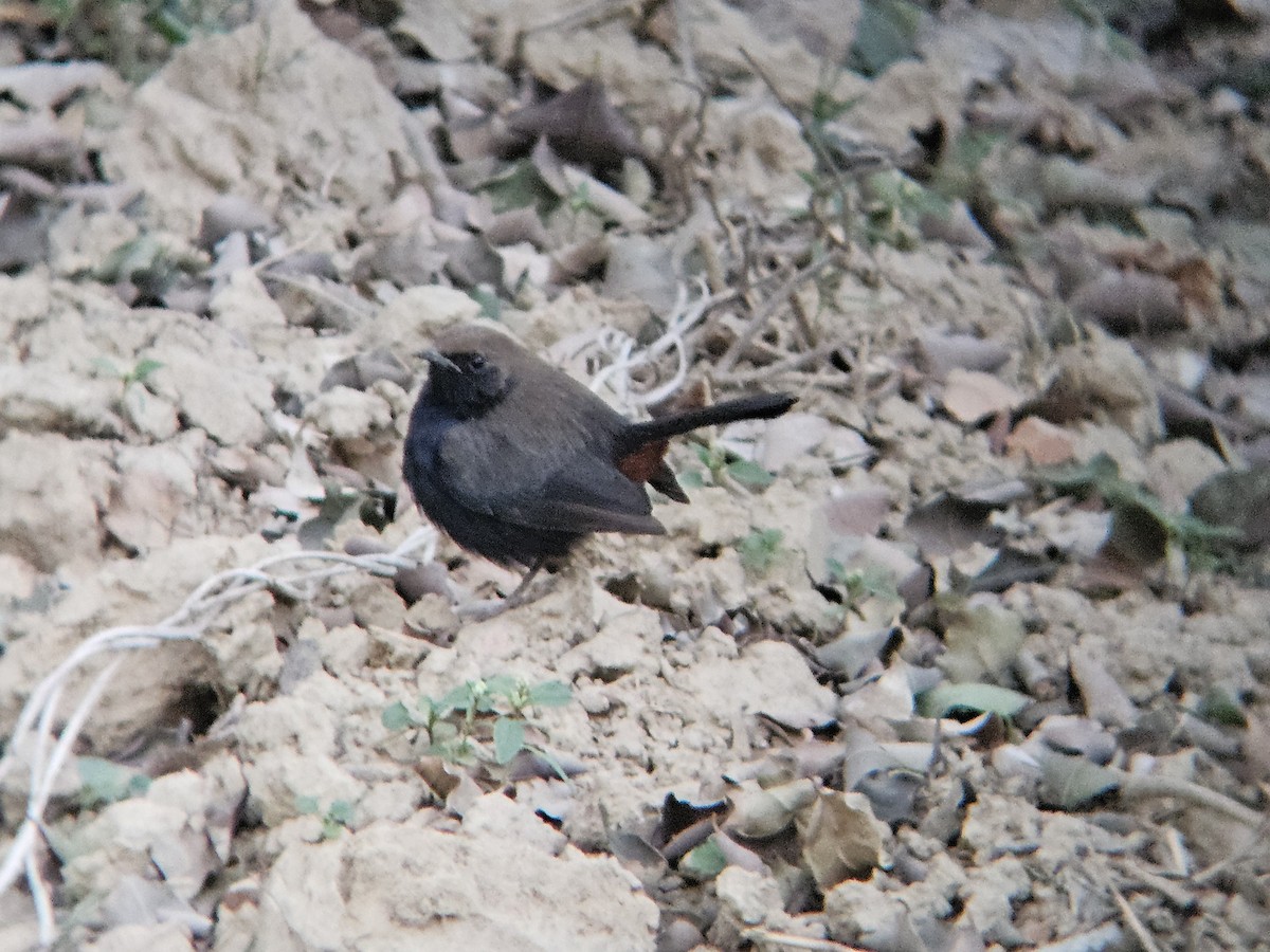 Indian Robin - ML646346469