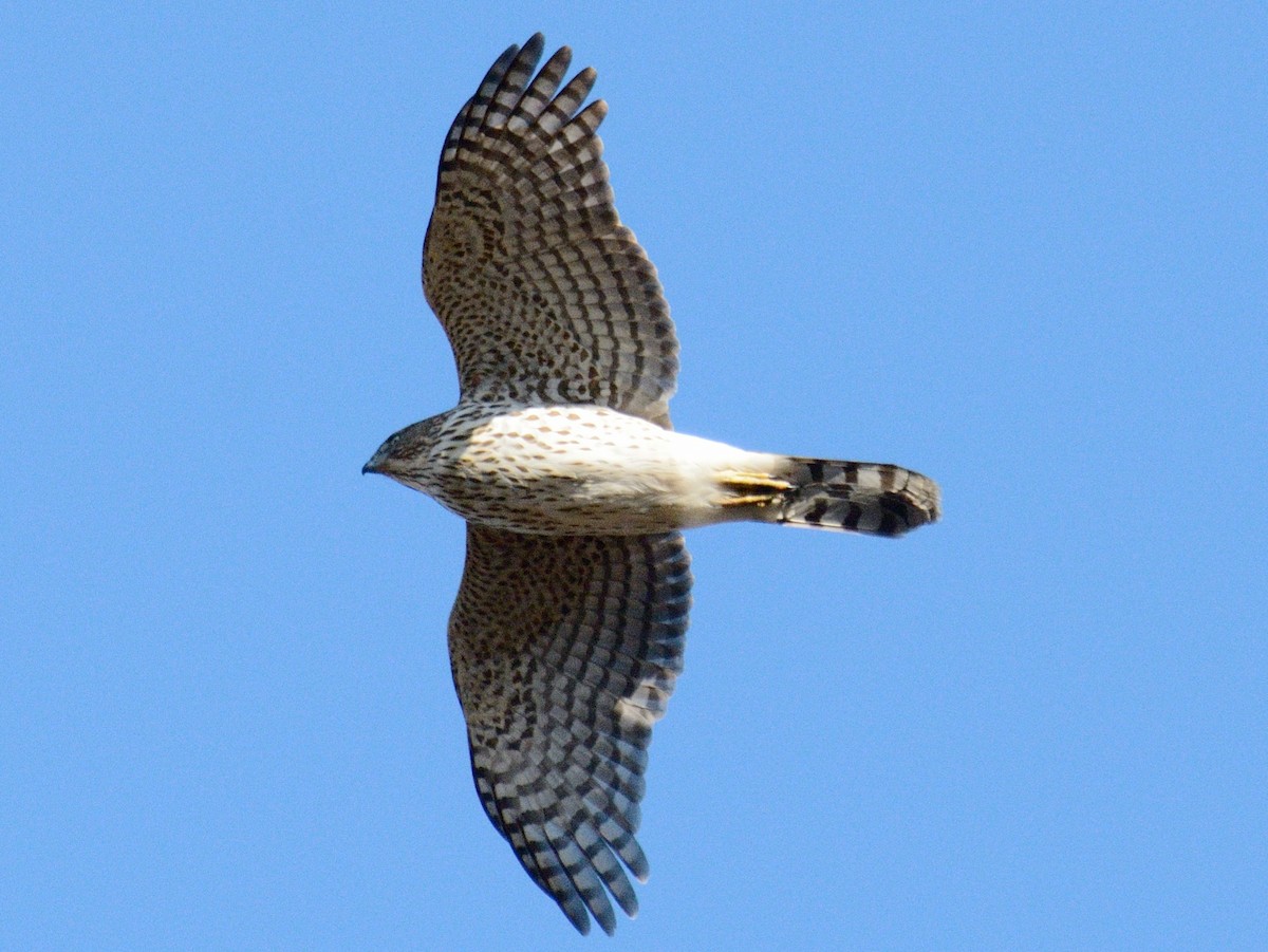Cooper's Hawk - ML646346471