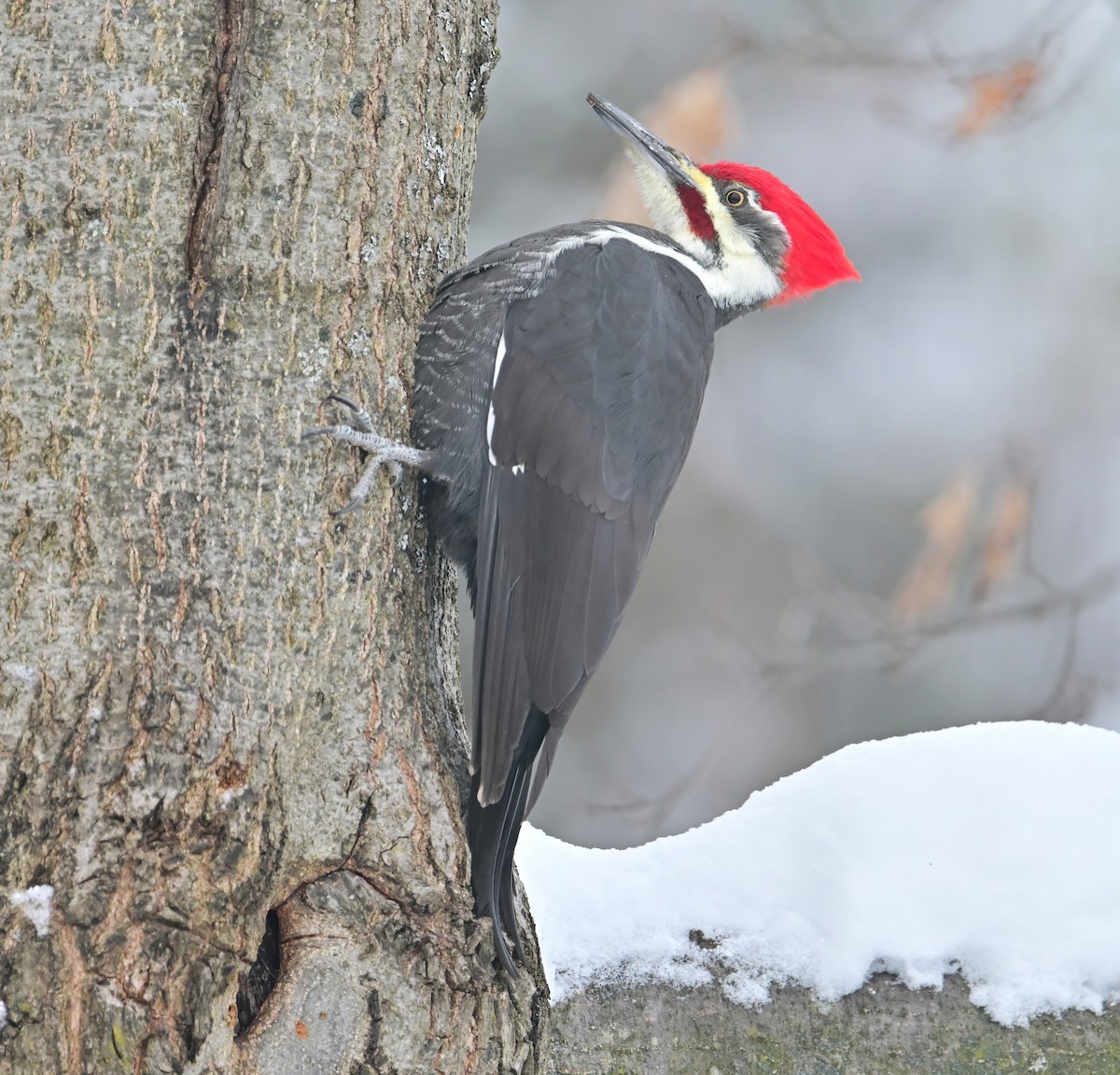 Pileated Woodpecker - ML646346472