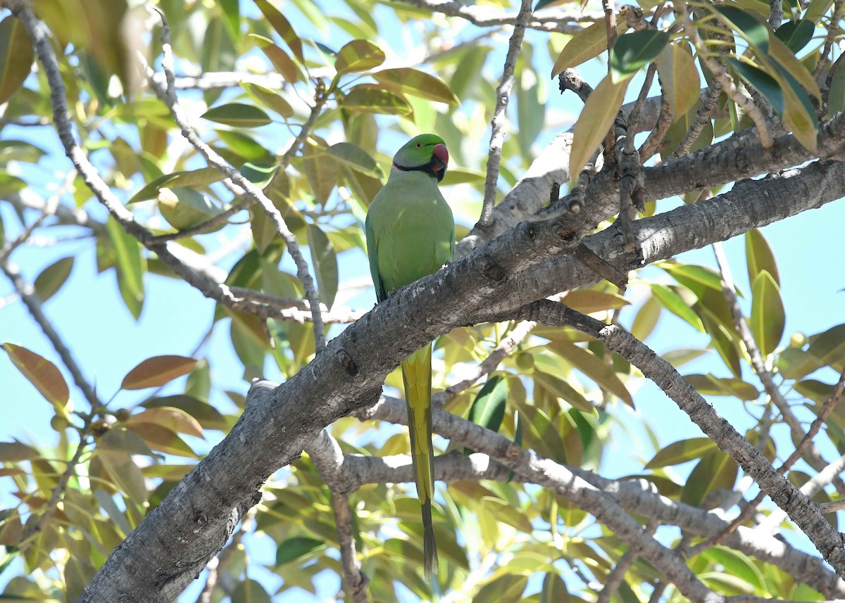Rose-ringed Parakeet - ML646346480