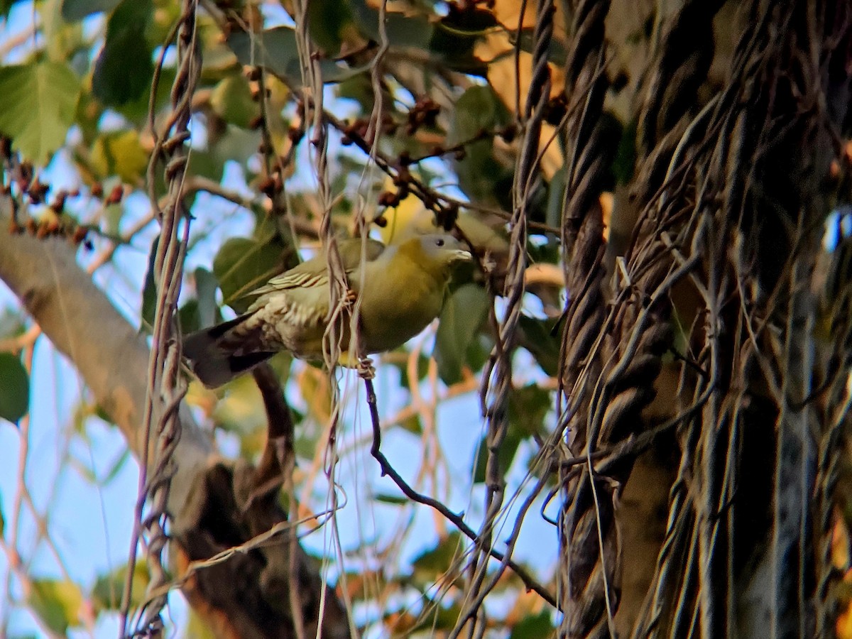 Yellow-footed Green-Pigeon - ML646346485