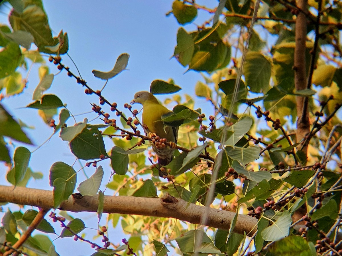 Yellow-footed Green-Pigeon - ML646346486