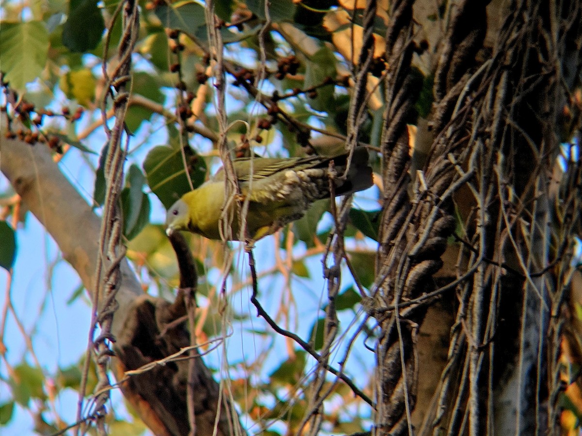Yellow-footed Green-Pigeon - ML646346487