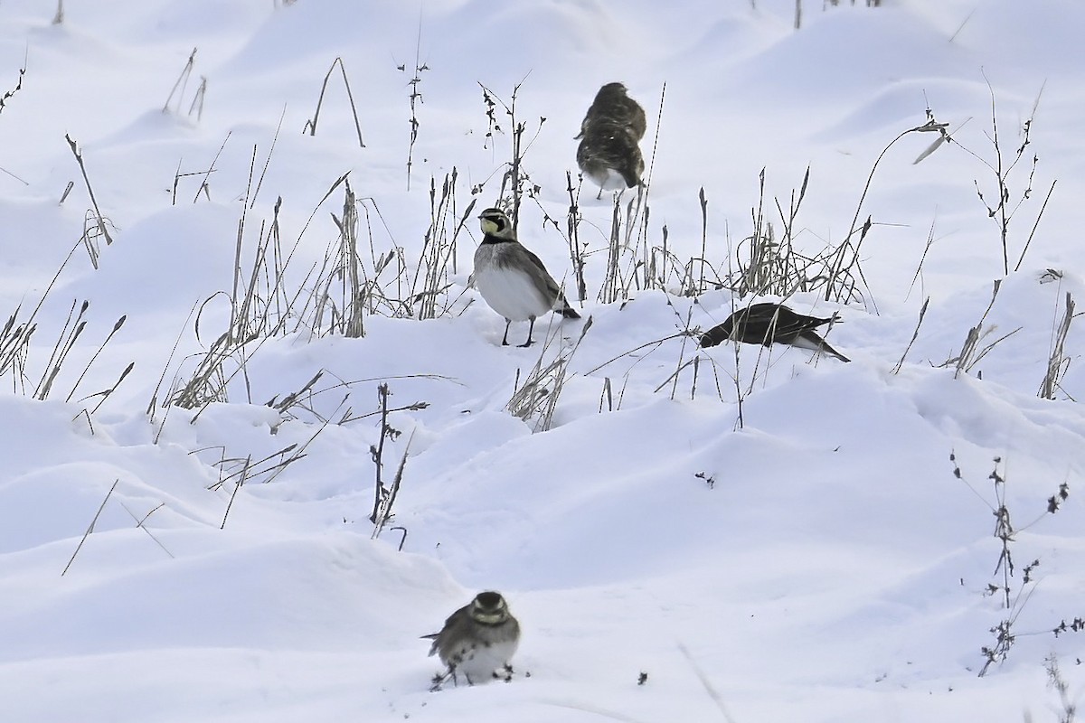 Horned Lark - ML646346490