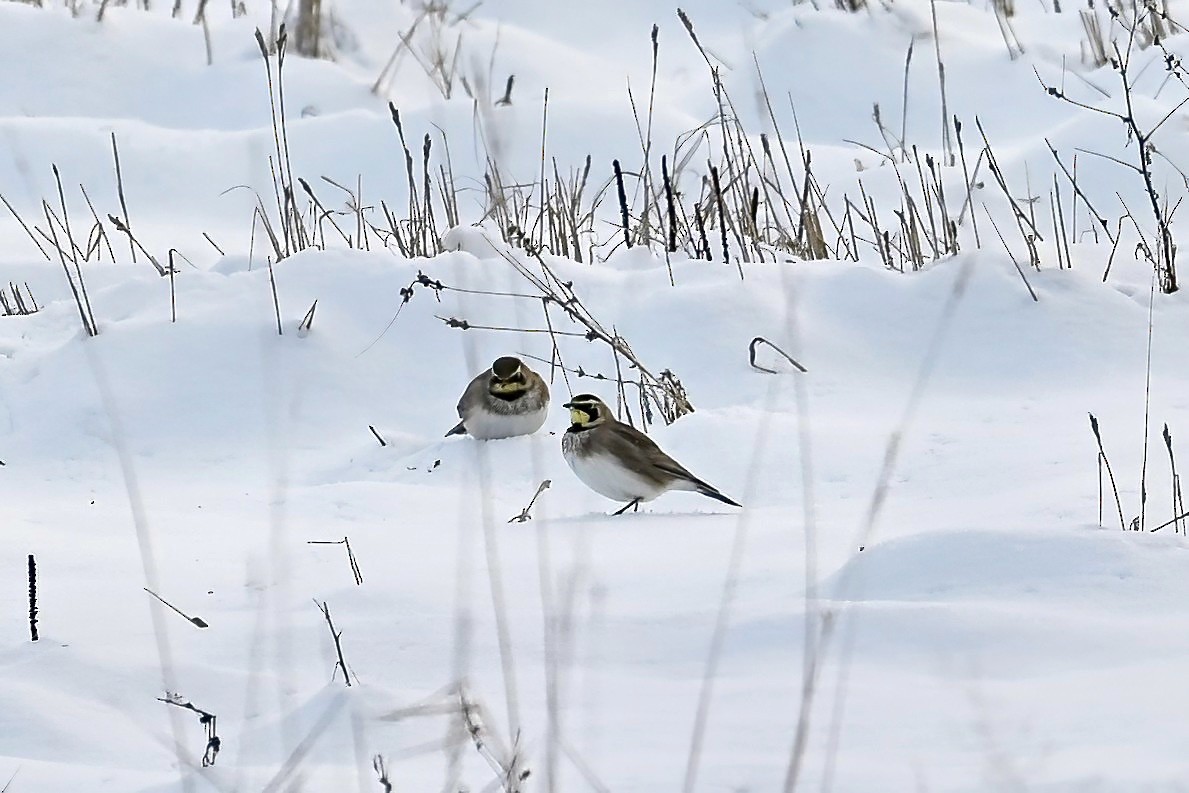 Horned Lark - ML646346491