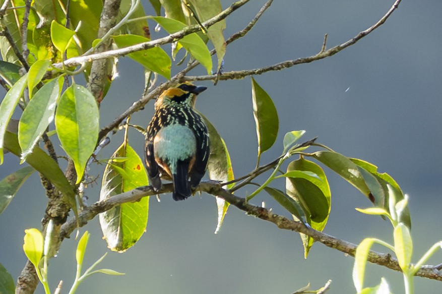 Golden-eared Tanager - ML646346494