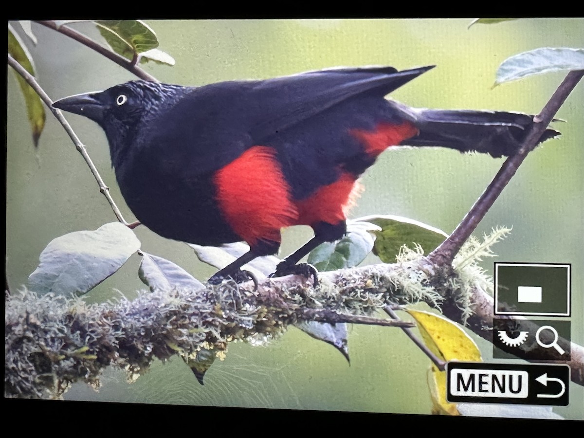 Red-bellied Grackle - ML646346496